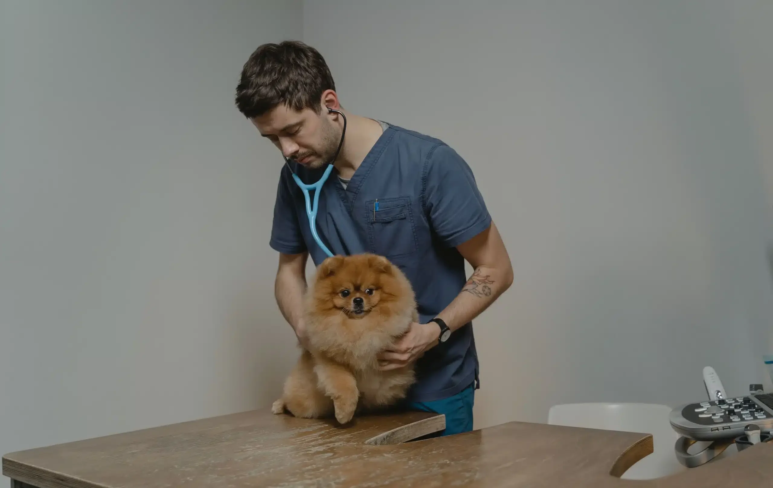 Dog insurance